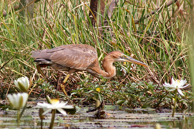 purperreiger